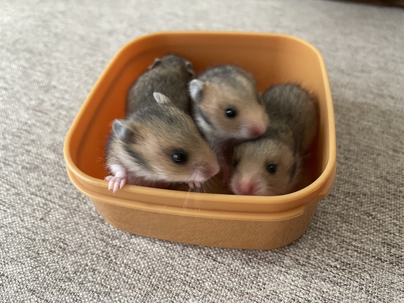 ゴルハム赤ちゃん 茶色 大阪府 小動物の里親募集 3545 ペットのおうち 月間利用者150万人