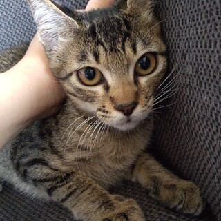 薄めのキジトラ