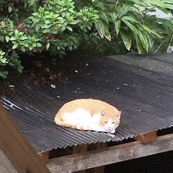 外に出た茶色ちゃんの暮らし