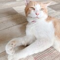 すりゴロ大好き男の子　FIVキャリア