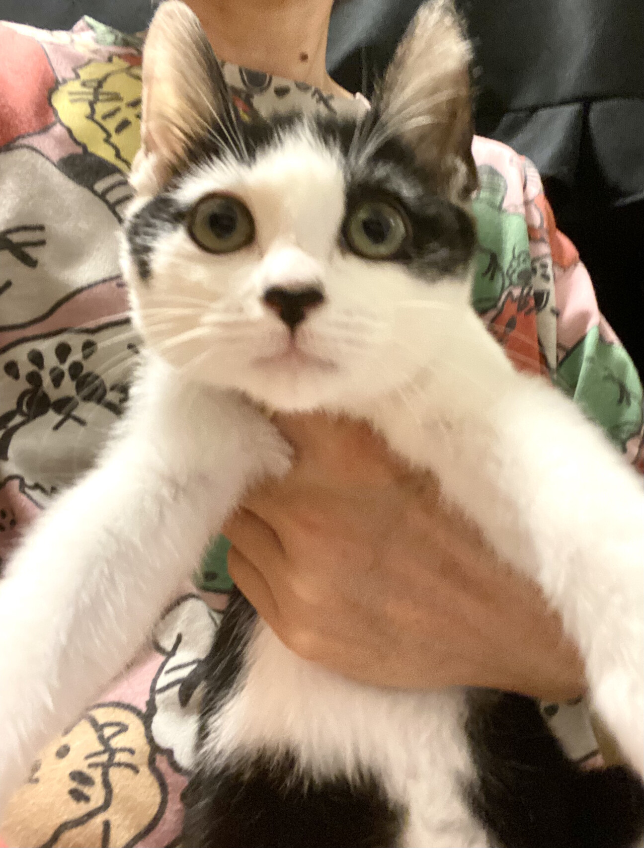 かわいいしっぽのハチワレ女の子 愛知県 猫の里親募集 3561 ペットのおうち 月間利用者150万人