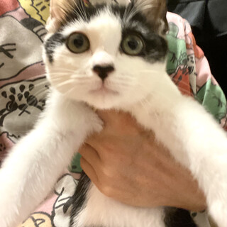 かわいいしっぽのハチワレ女の子