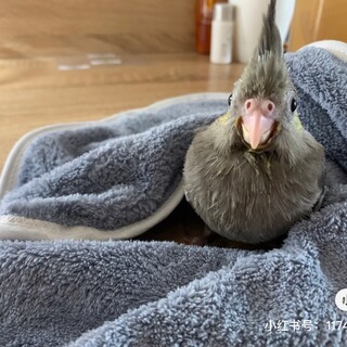 可愛いオカメインコの里親を探しています