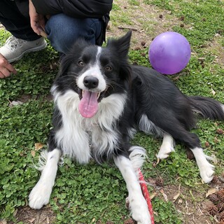 ボーダーコリー【ウメ】交渉中