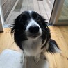 ボーダーコリー【ウメ】交渉中 サムネイル3