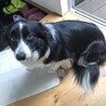 ボーダーコリー【ウメ】交渉中 サムネイル4
