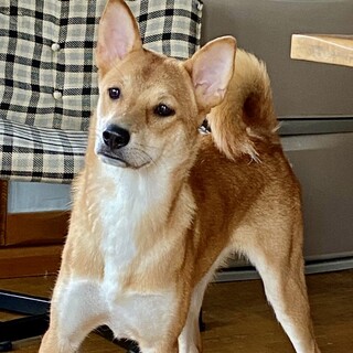 ウラン