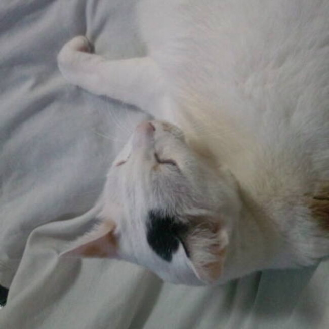 ミイちゃんのママのカバー写真