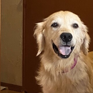 ゴールデン、シラミちゃんお見合い可能です❣️