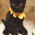 片手が不自由だけど全然へっちゃら！