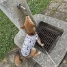 柴犬のりく サムネイル2