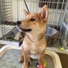 柴犬のりく サムネイル3