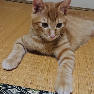 茶トラのオス3ヶ月とってもわんぱくです