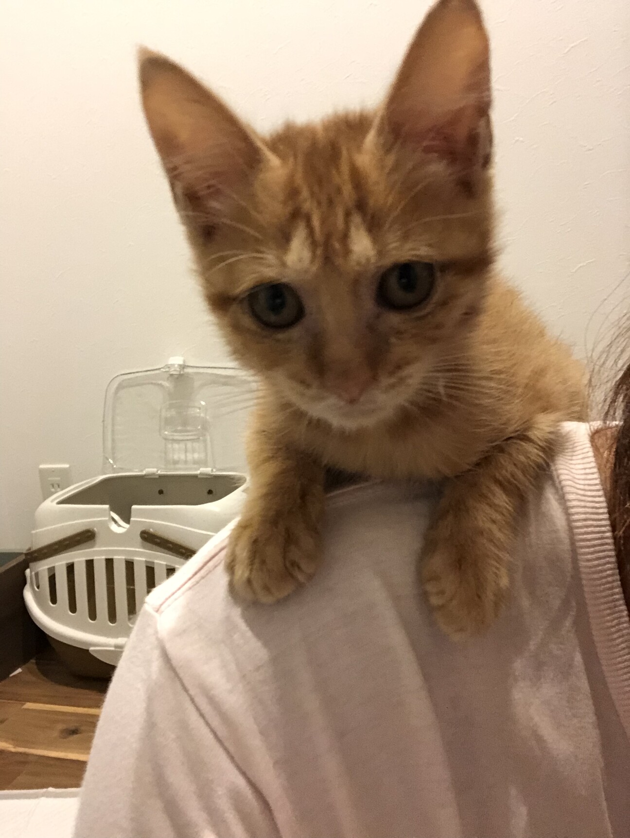 茶トラ猫 まるドラ猫です 兵庫県 猫の里親募集 3586 ペットのおうち 月間利用者150万人