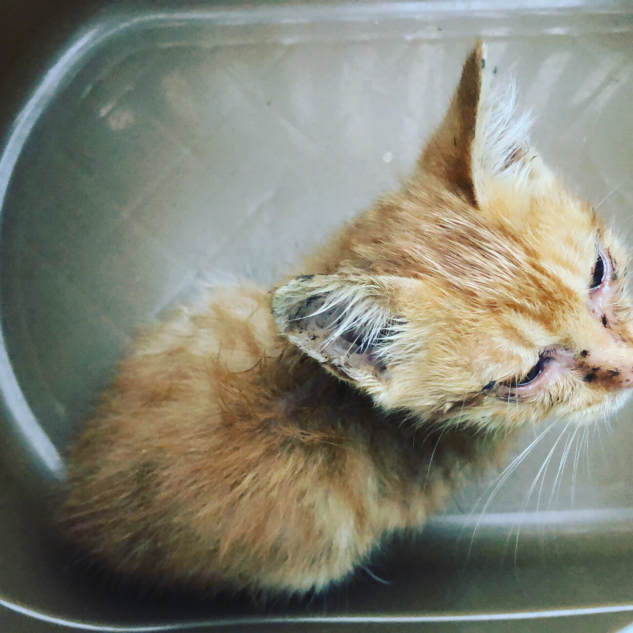 茶トラ猫 まるドラ猫です。」兵庫県 - 猫の里親募集(382586) 2枚目の