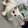 急募！子猫を保護しました！里親さん募集しています。 サムネイル1