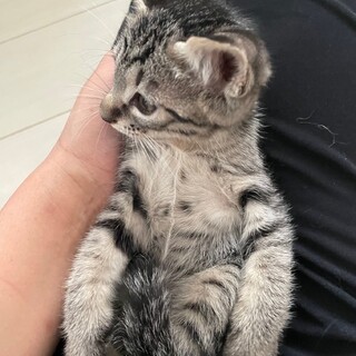 素敵な里親様が見つかりました♪ニコ