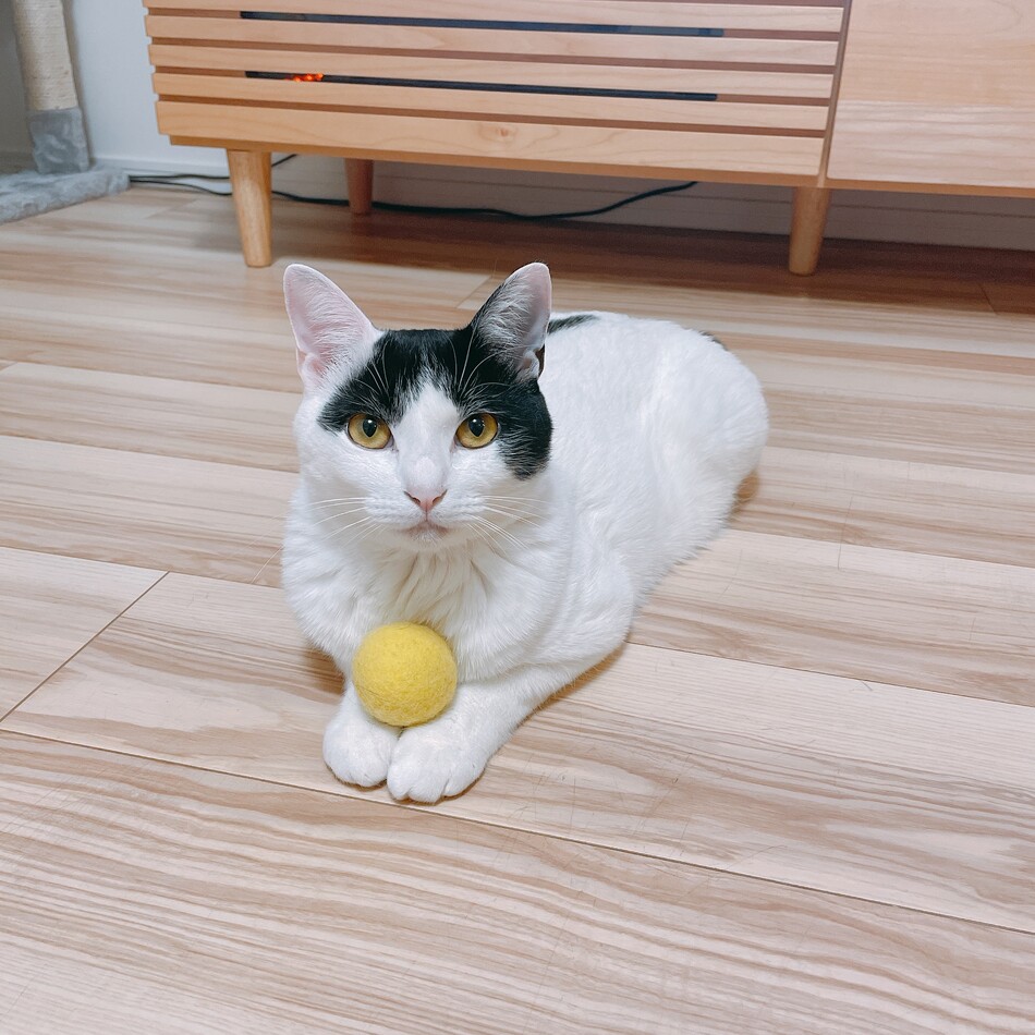 ポコちゃんのカバー写真