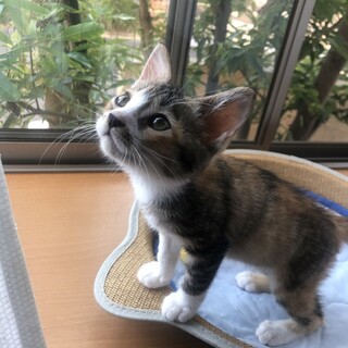 バンビみたいなとっても可愛い子です！