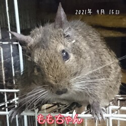 「１２月で１１歳！元気にしています♪」サムネイル2