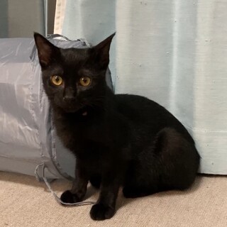 ミルクで育てたまったり甘えん坊な男の子