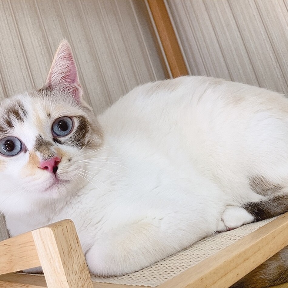 リコリスのカバー写真