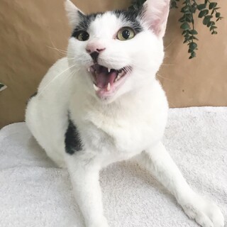 おだやか～な白黒くん　成猫　耳カットあり