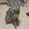こたろのお父さん