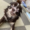 の写真