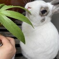 白うさぎ