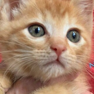 正式譲渡♥地域猫レスキュー♥ポトフ