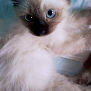 正式譲渡♥地域猫レスキューふあ