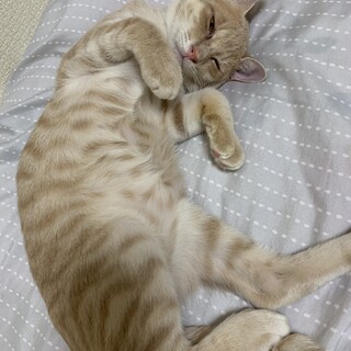 人が大好きな茶トラ子猫です