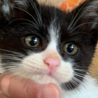 正式譲渡♥地域猫レスキュー♥さつき