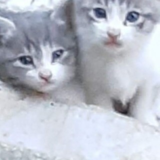 正式譲渡♥️地域猫レスキュー♥️あやめ