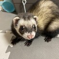フェレット里親募集