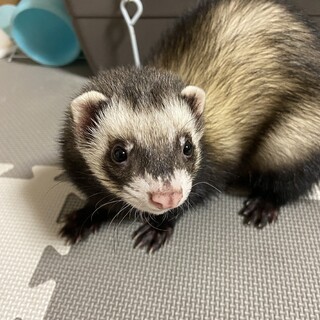 フェレット里親募集