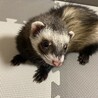 フェレット里親募集 サムネイル3