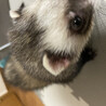 フェレット里親募集 サムネイル4