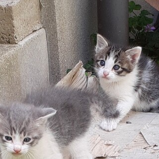 正式譲渡♥️地域猫レスキュー♥️みつば