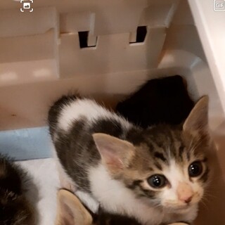 正式譲渡♥️ママ猫死亡レスキュー✨まゆき