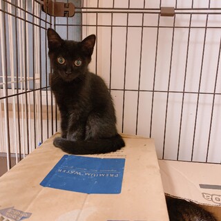 まっくろくろすけの男の子♂照くん