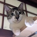 【ライ】おかげさまで里親様が決まりました。