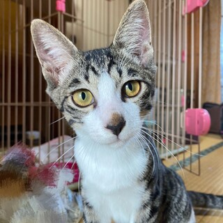 猫なのにわんこっぽいジョンくん