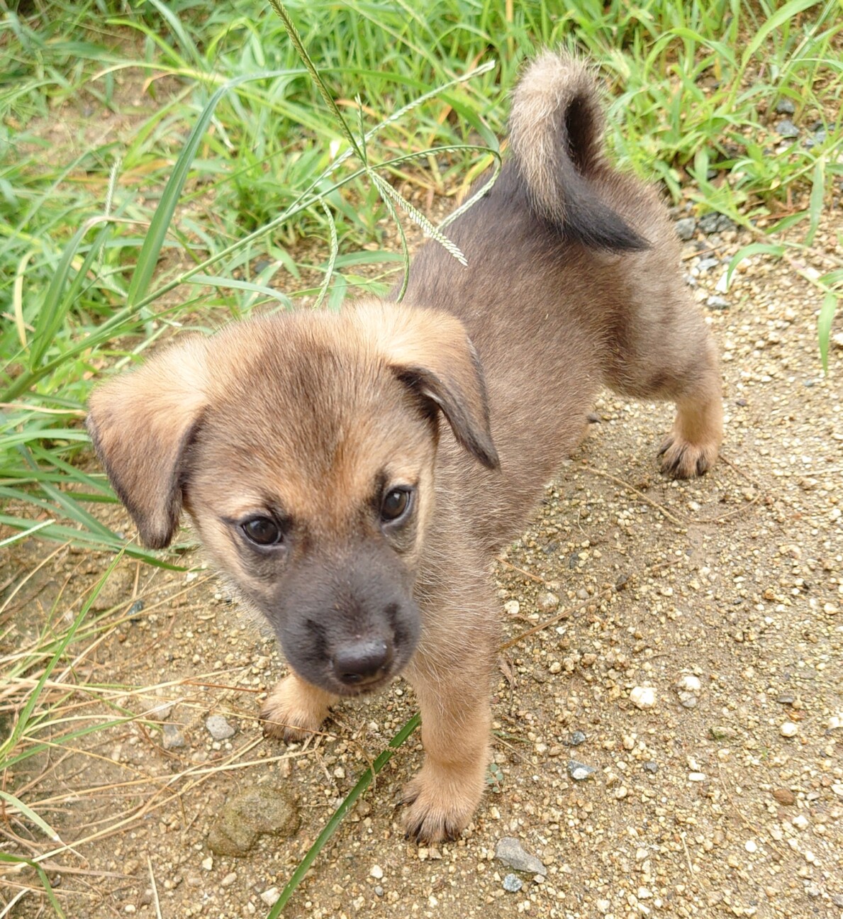 離乳食から育てた 笑顔 香川県 犬の里親募集 3648 ペットのおうち 月間利用者150万人