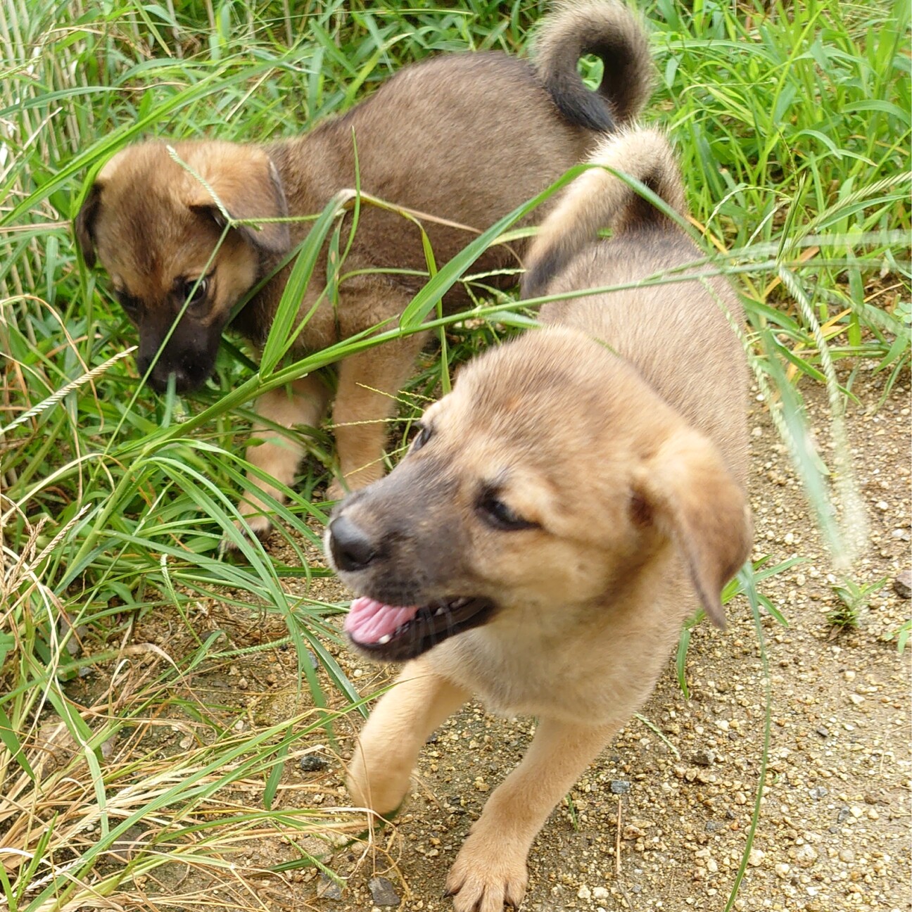 離乳食から育てた 笑顔 香川県 犬の里親募集 3648 ペットのおうち 月間利用者150万人