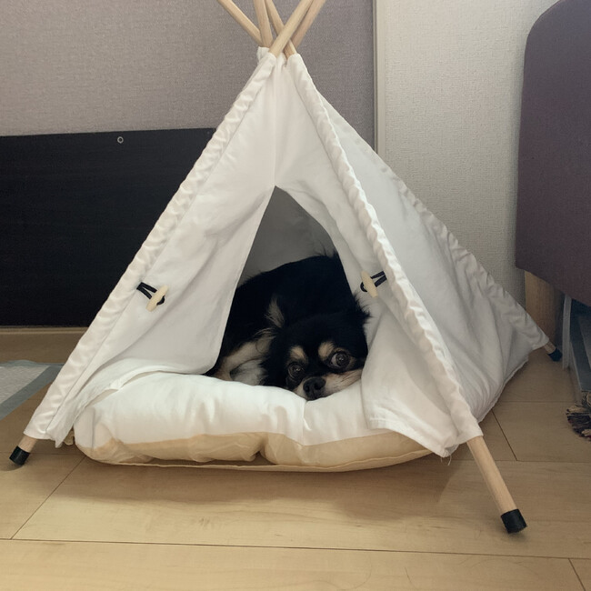 まことまのカバー写真