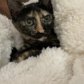 母親とはぐれお店に迷い込んだ 小さなサビ猫ちゃん