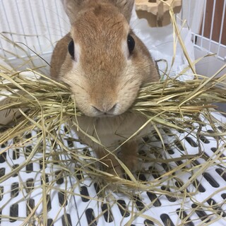 ネザーランドドワーフ