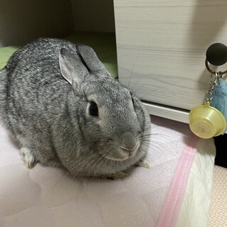 ミニうさぎ